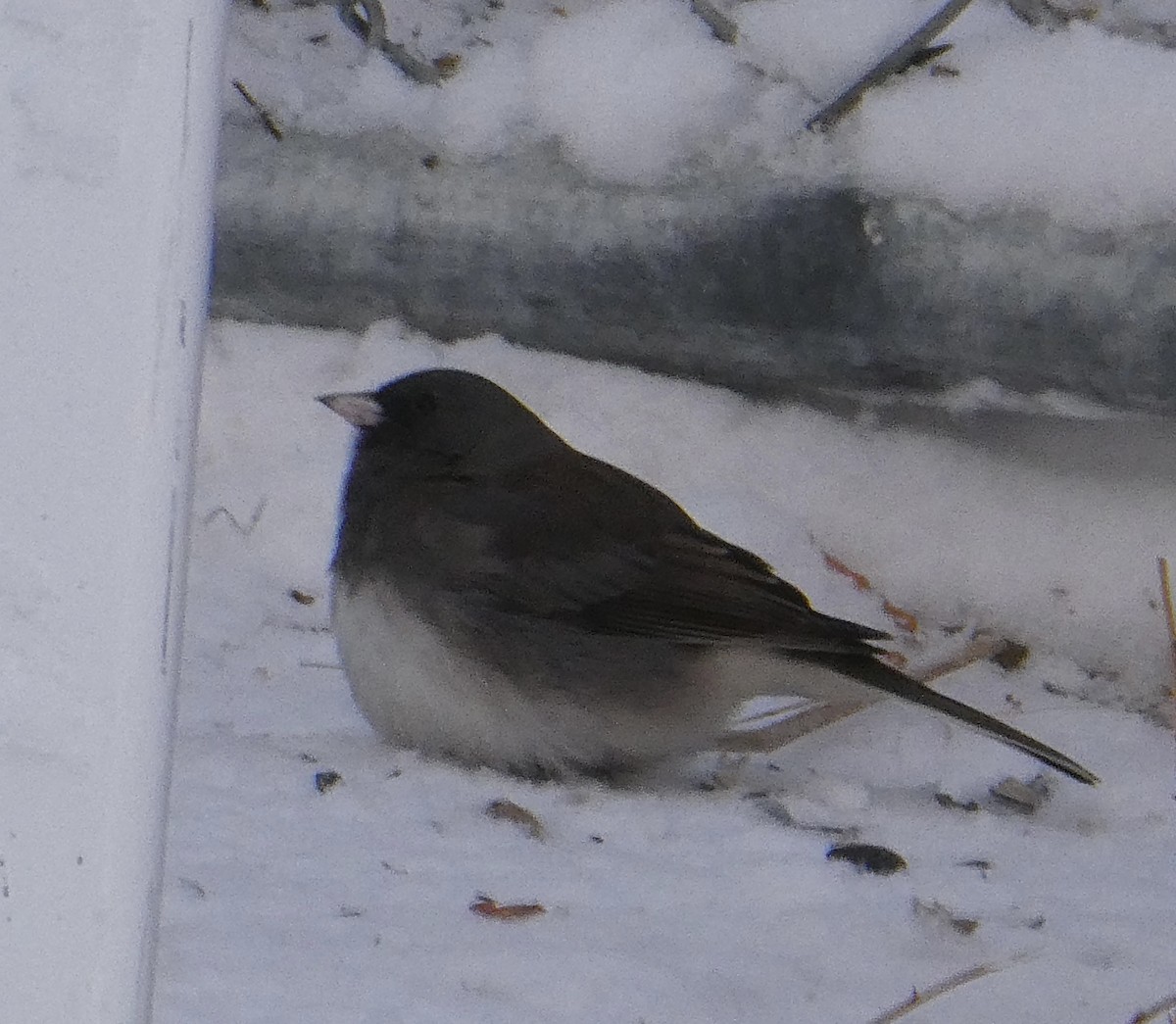 Dark-eyed Junco (Slate-colored) - ML647179931