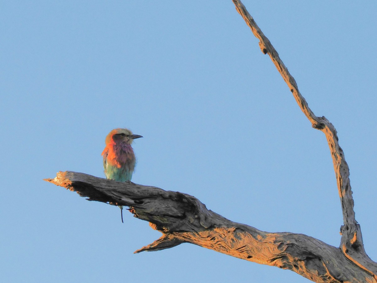 Lilac-breasted Roller (Lilac-breasted) - ML647179932