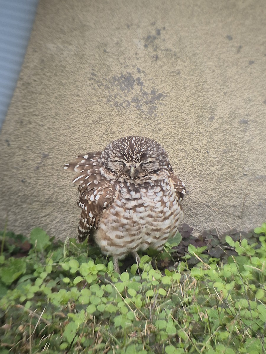 アナホリフクロウ - ML647179944