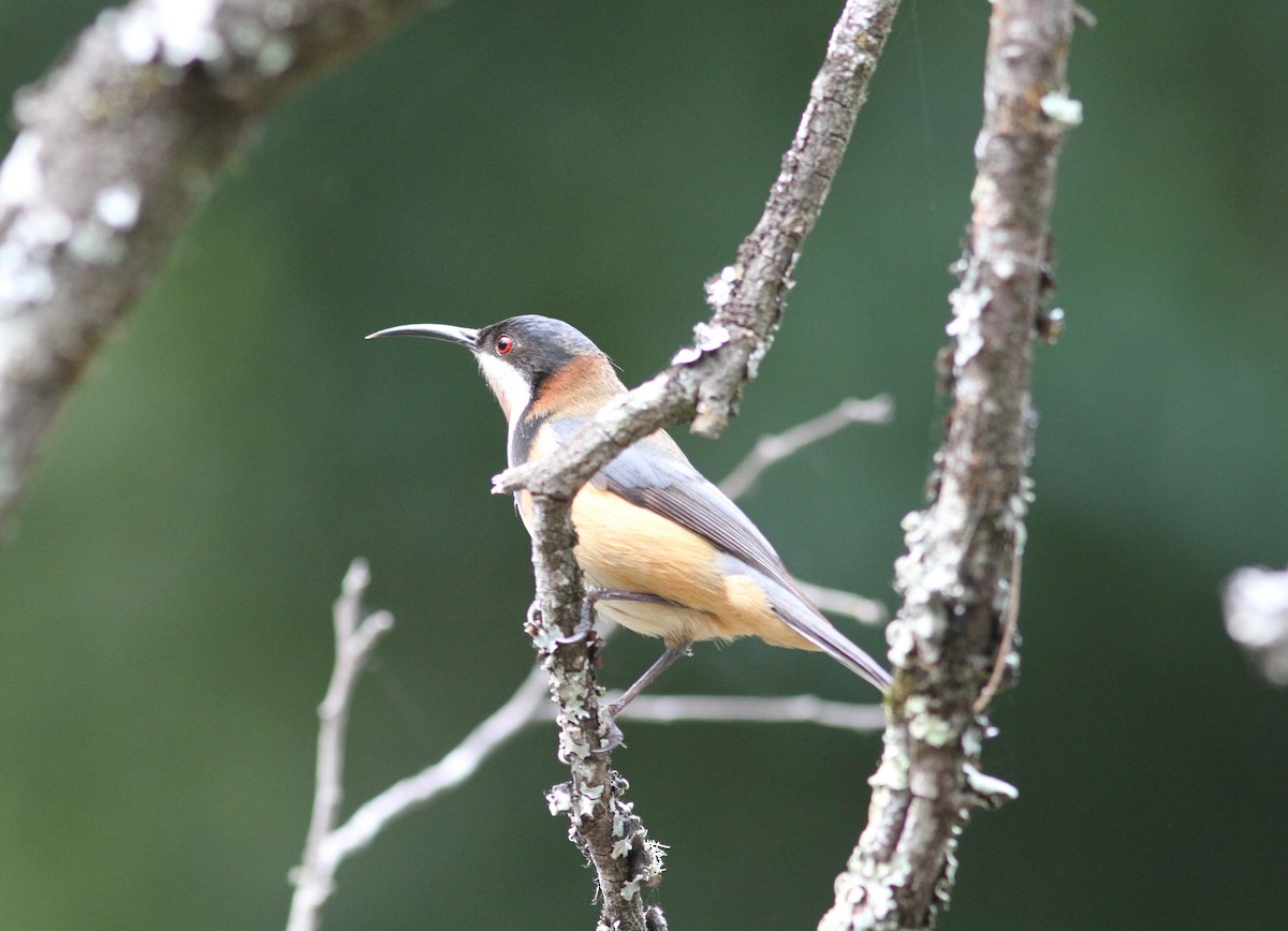 Eastern Spinebill - ML647179946