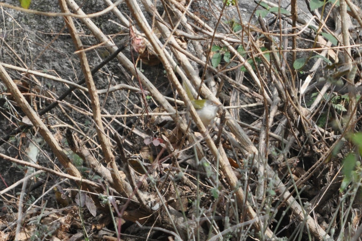 Common Tailorbird - ML647179957