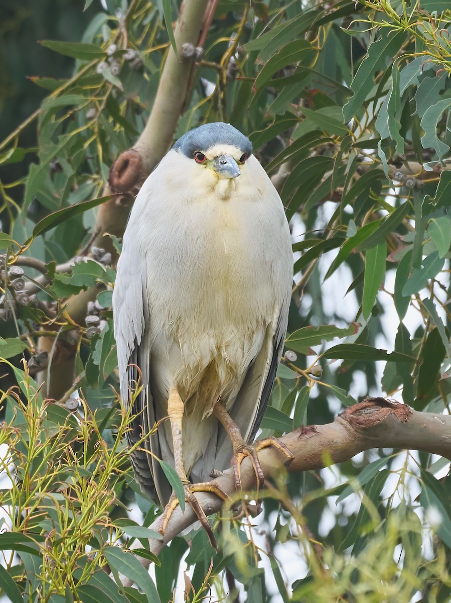 夜鷺 - ML647179977