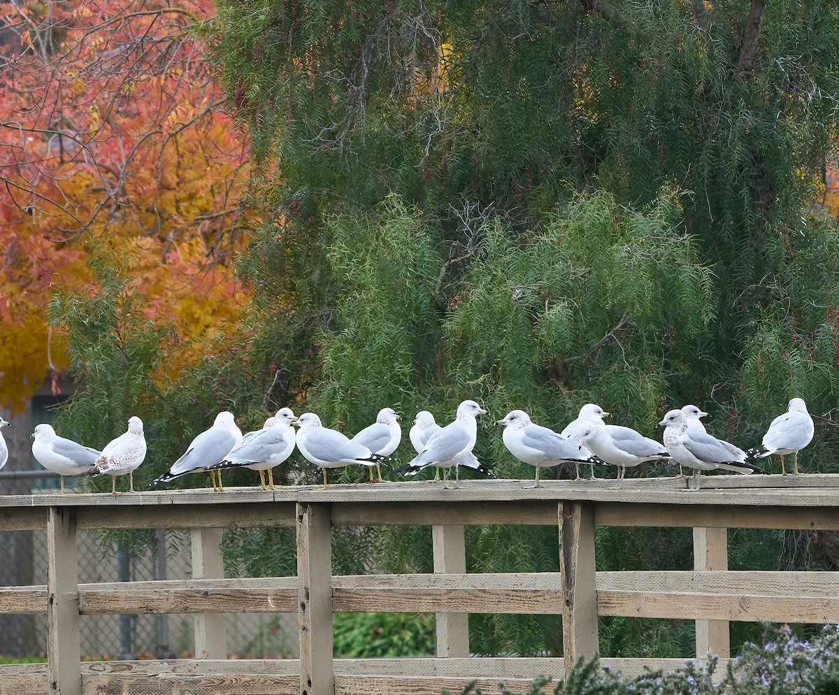 Ring-billed Gull - ML647179978