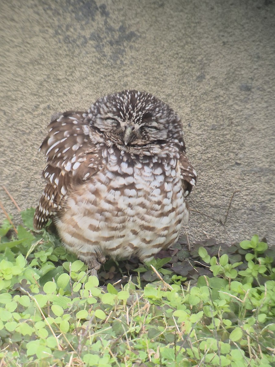 アナホリフクロウ - ML647179988