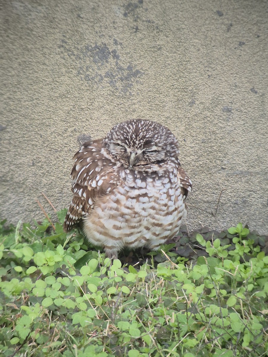 アナホリフクロウ - ML647179989