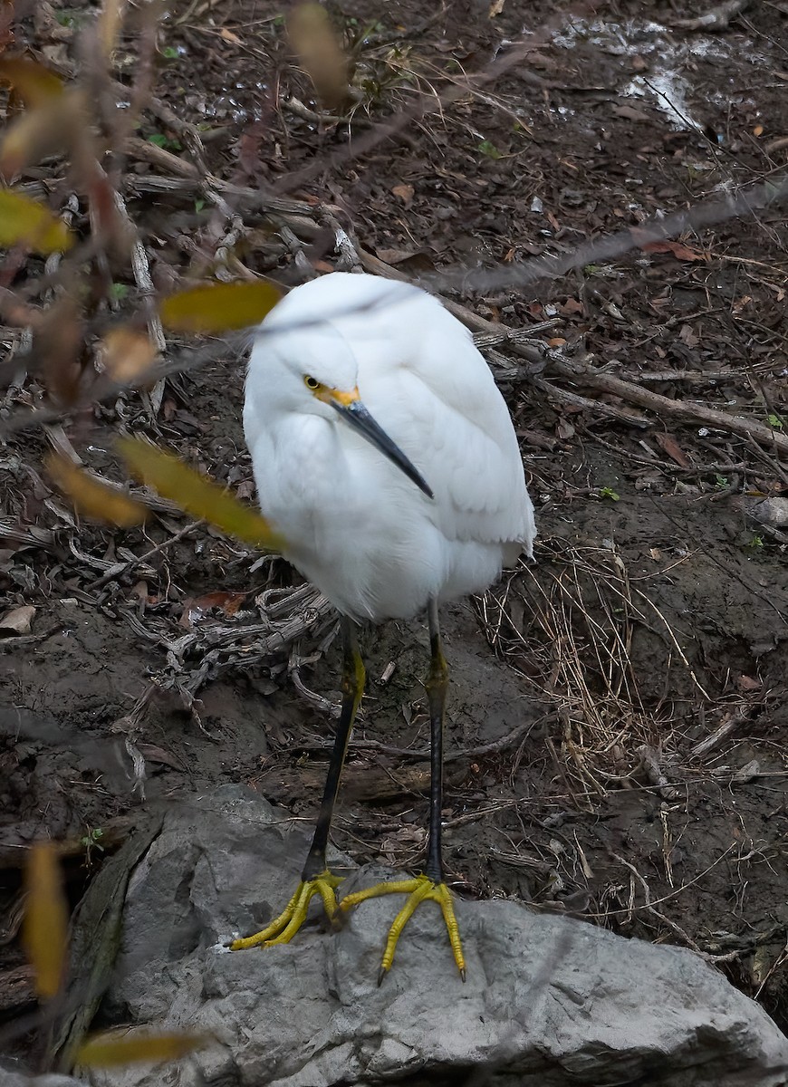 Snowy Egret - ML647179991