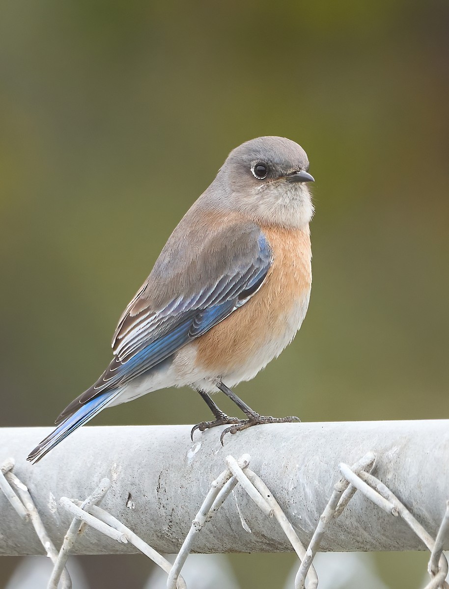 Western Bluebird - ML647180009
