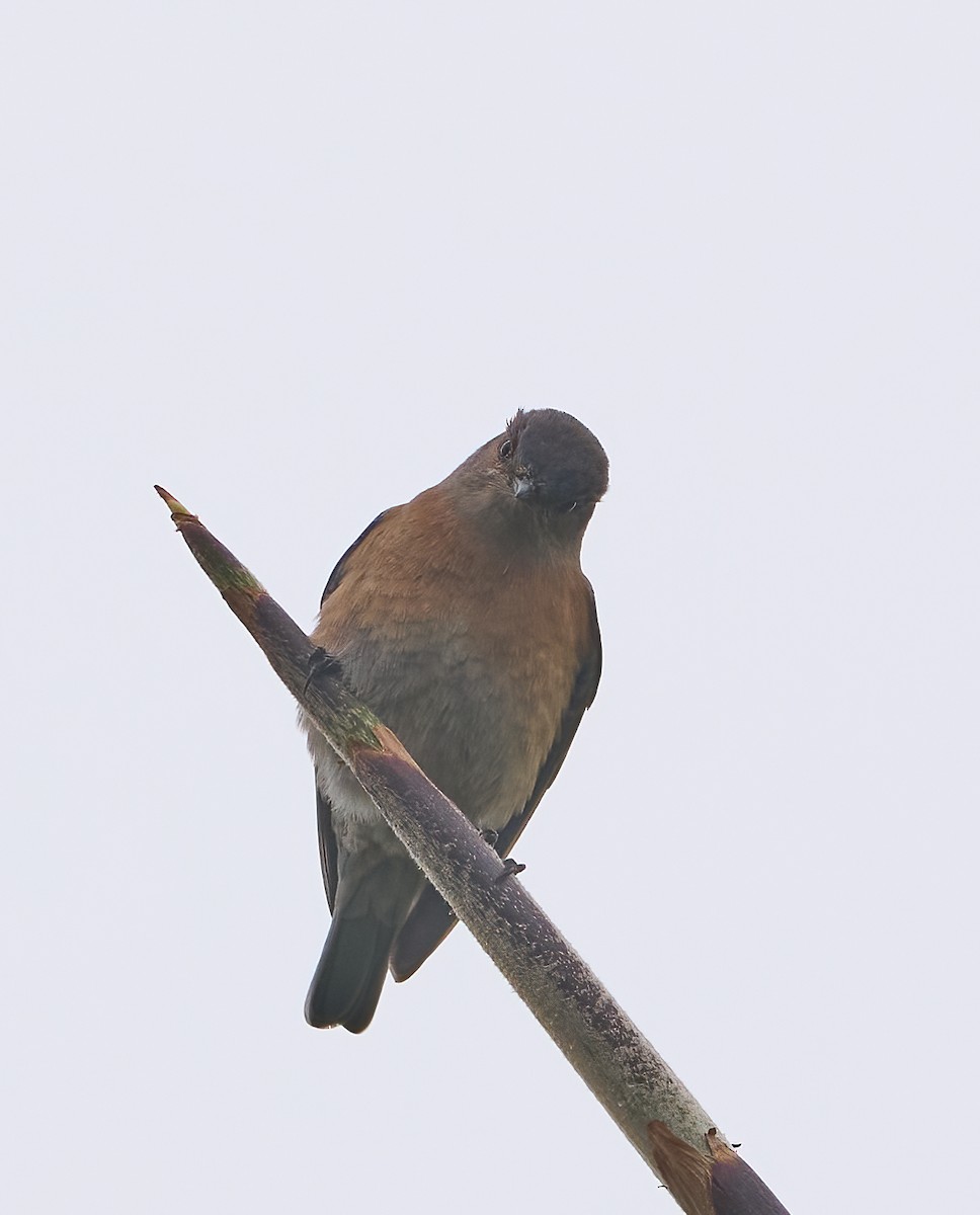 Western Bluebird - ML647180010