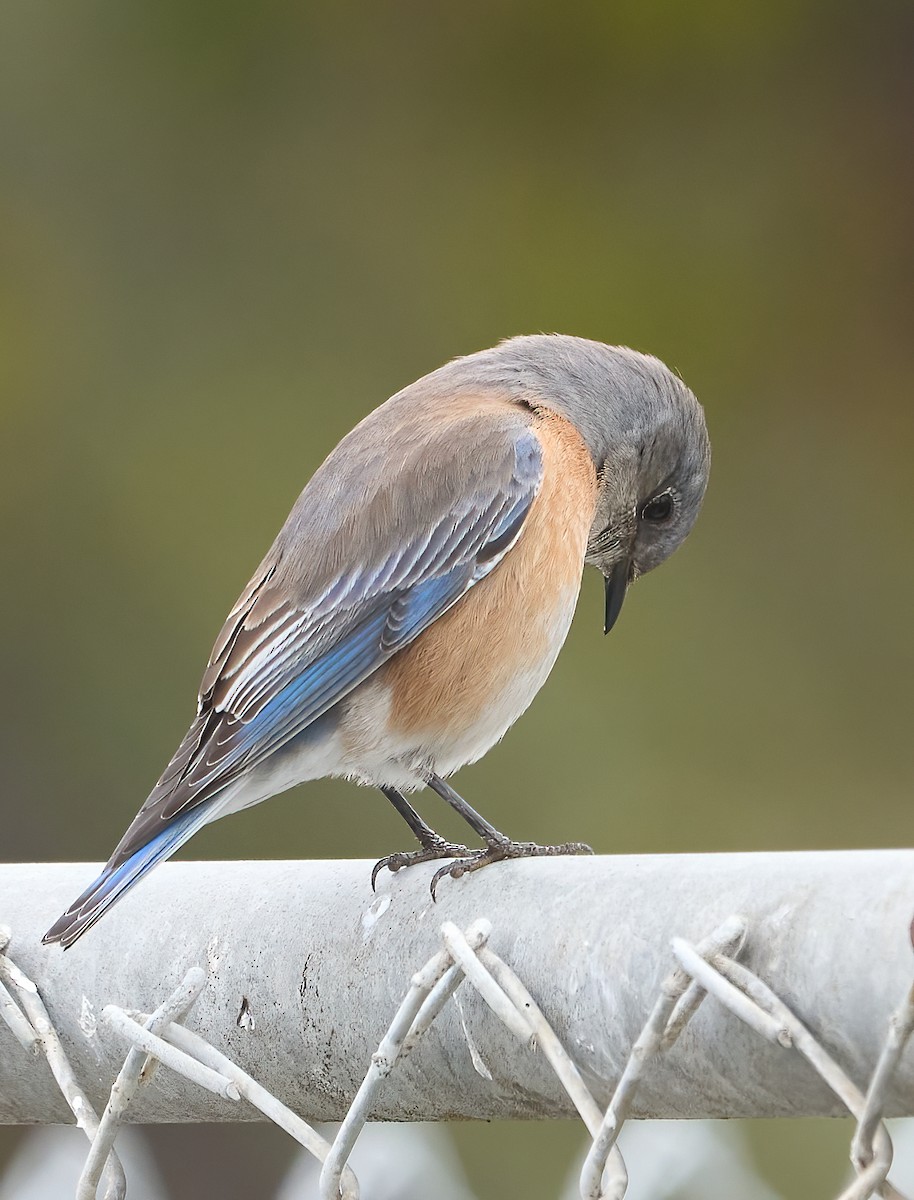 Western Bluebird - ML647180011