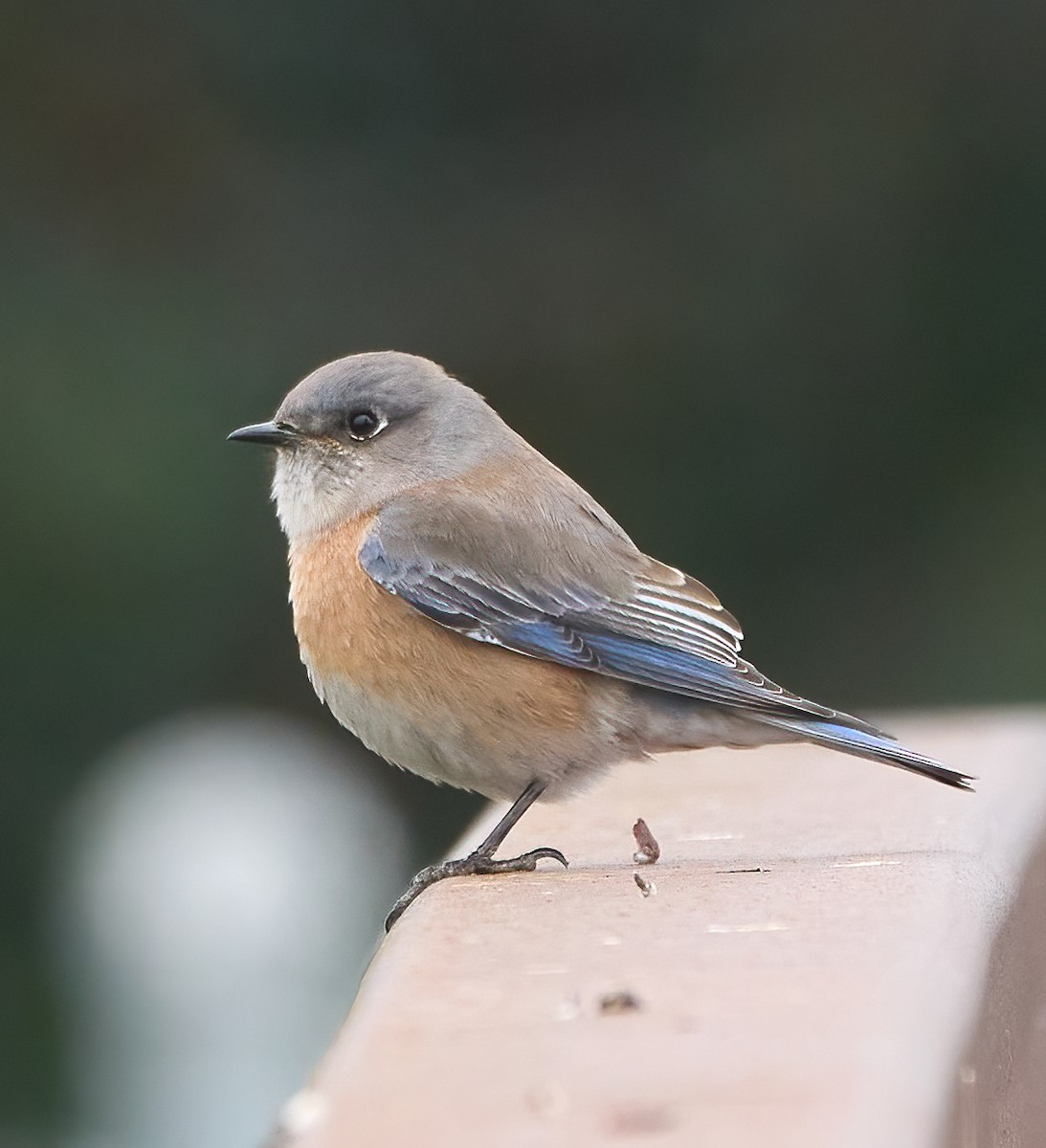 Western Bluebird - ML647180012