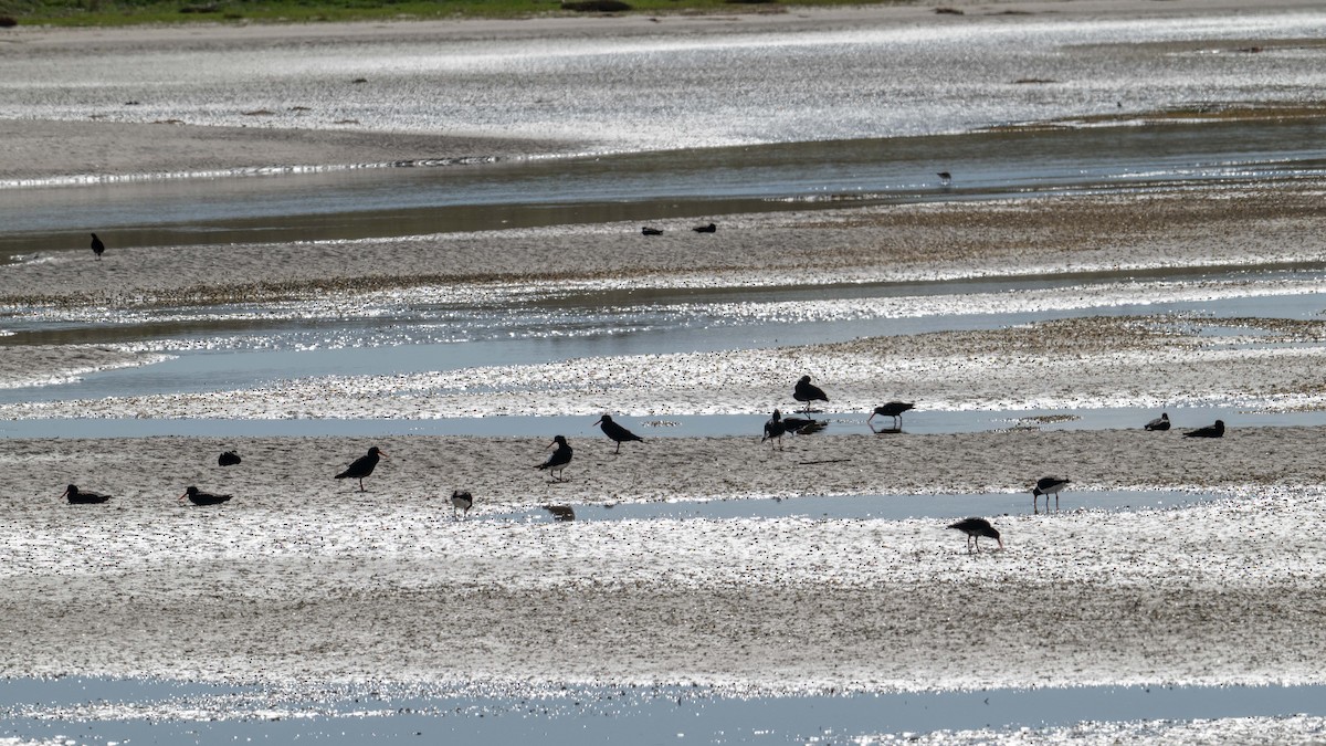 Кулик-сорока мінливобарвний - ML647180016