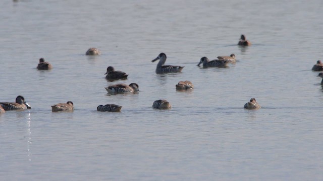 Розовоухая утка - ML647180038