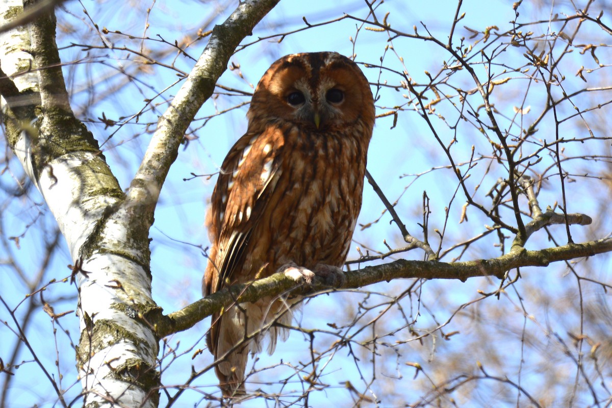 Tawny Owl - ML647180050