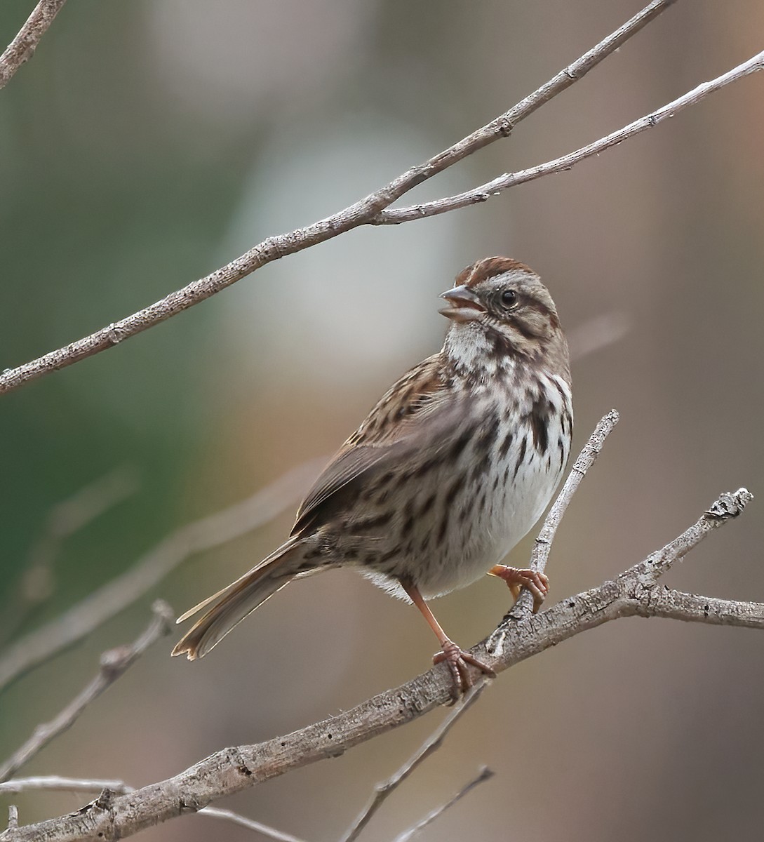 Song Sparrow - ML647180055