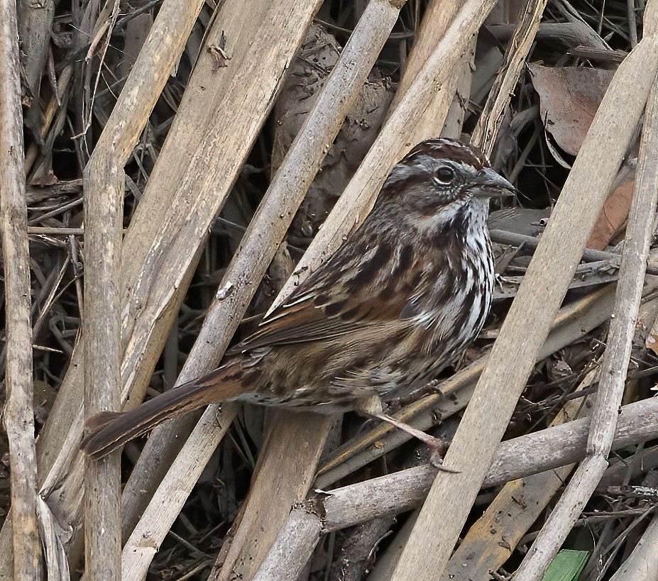 Song Sparrow - ML647180056