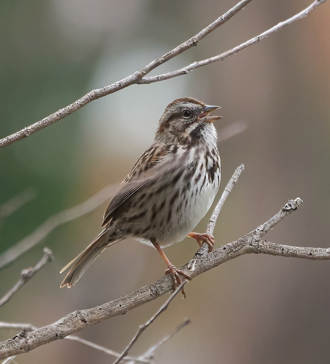 Song Sparrow - ML647180057
