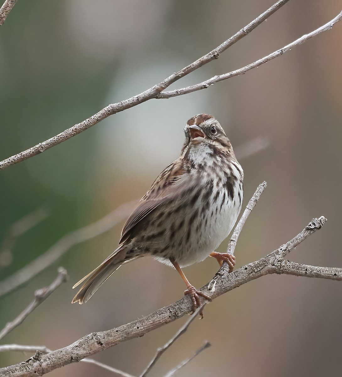 Song Sparrow - ML647180058