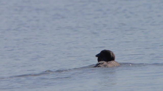 Лопастная утка - ML647180086