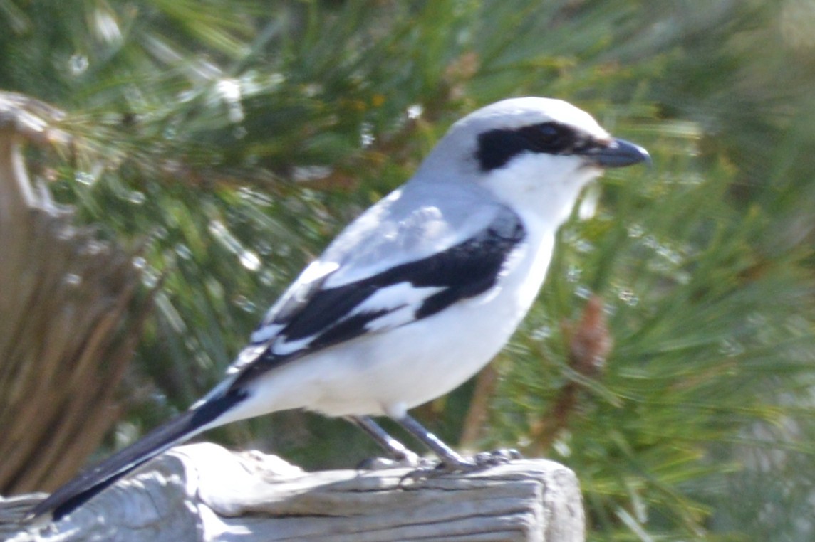 Great Gray Shrike - ML647180099