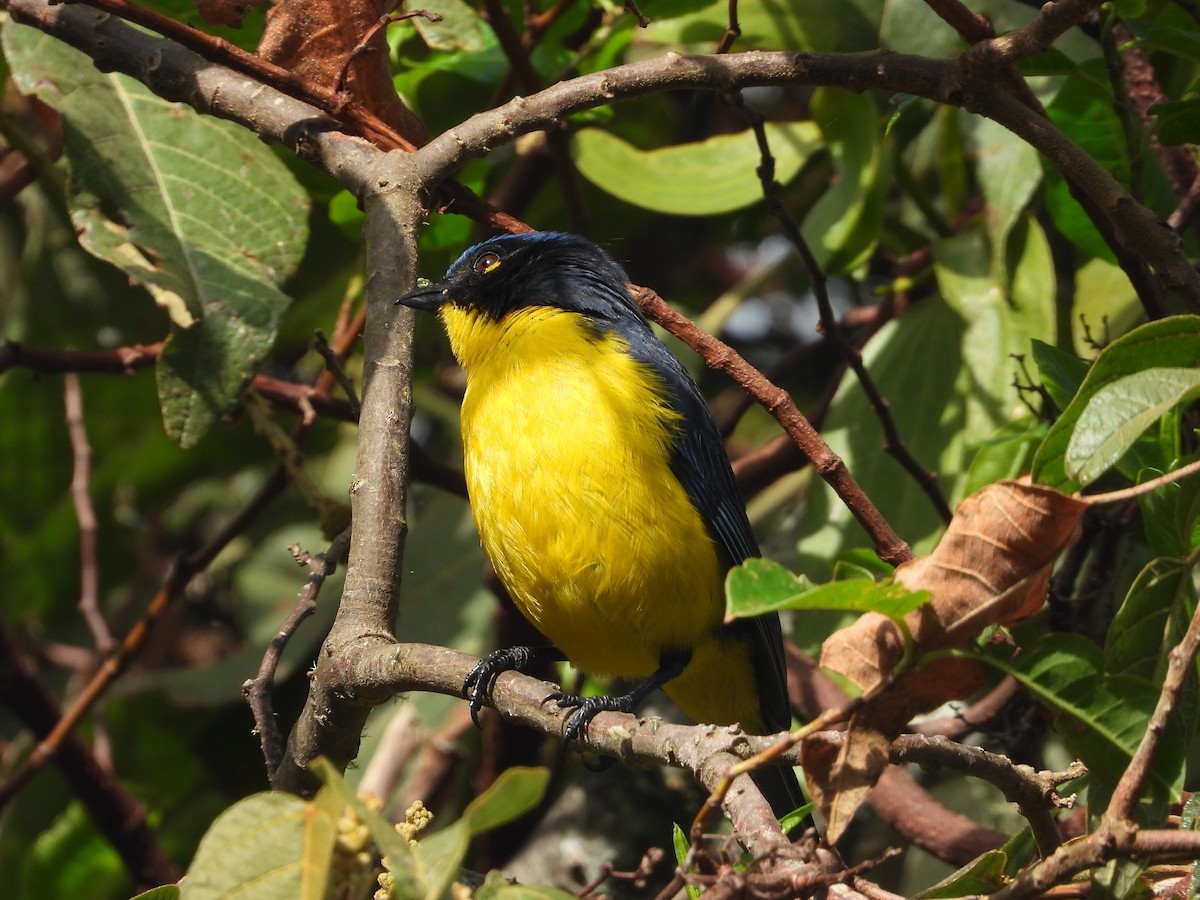 Black-cheeked Mountain Tanager - ML647180113