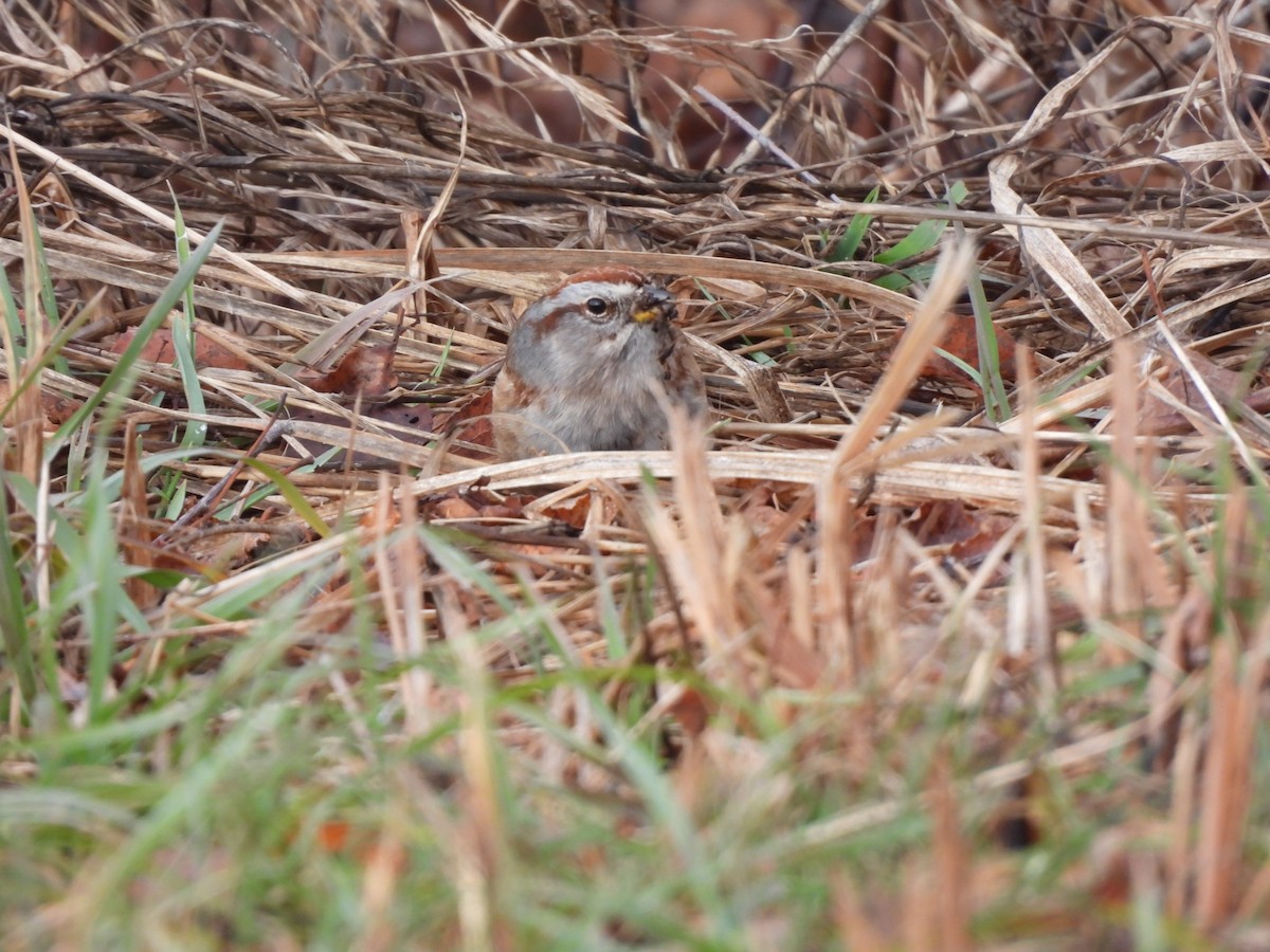 ムナフヒメドリ - ML647180126