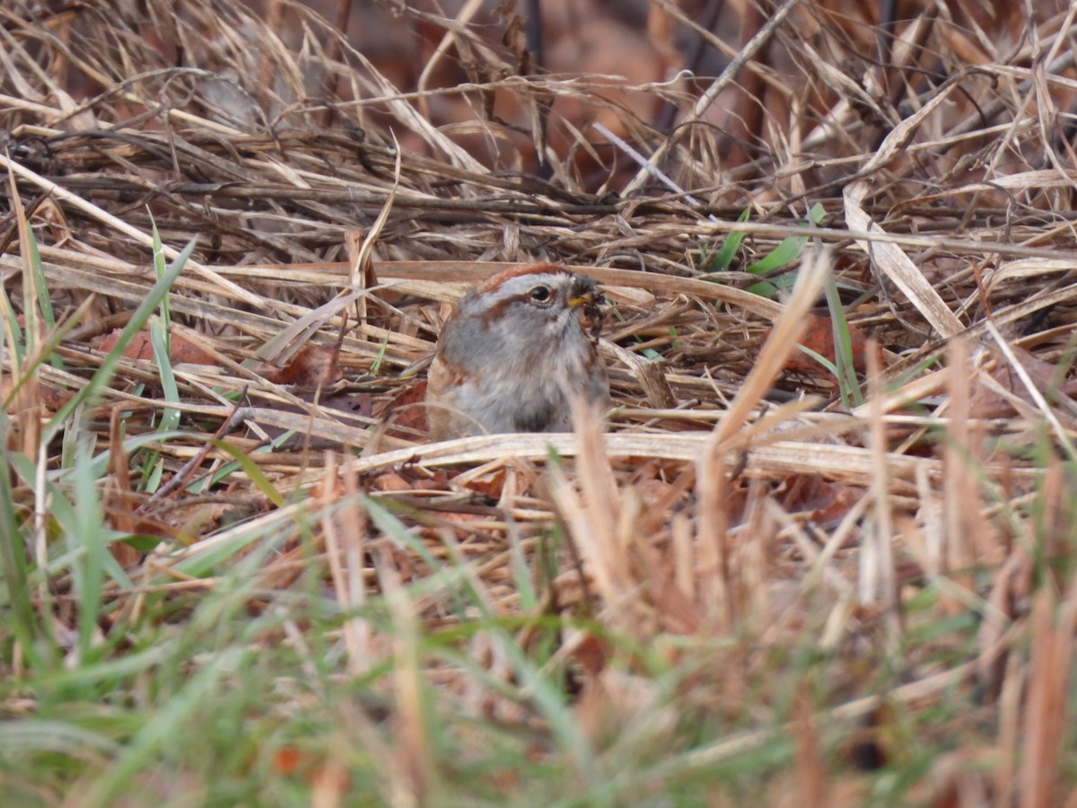 ムナフヒメドリ - ML647180127