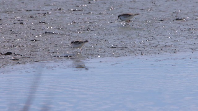 Чернолобый зуёк - ML647180128