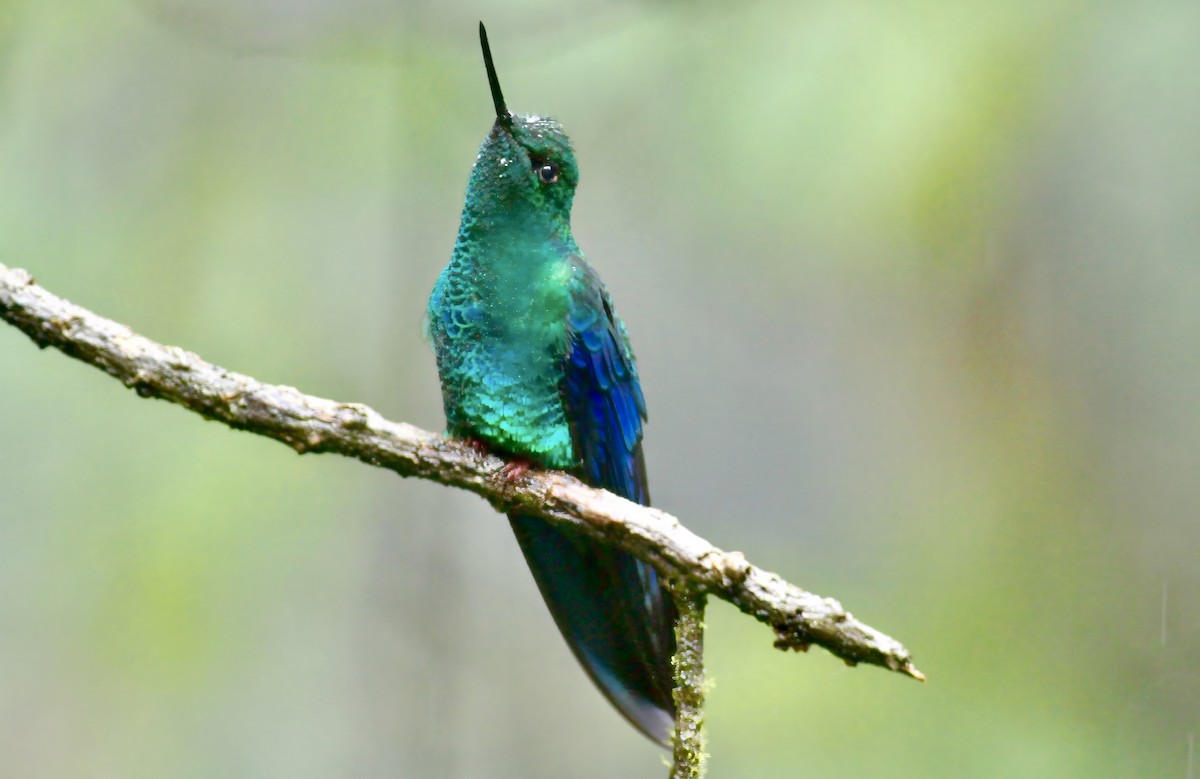 Great Sapphirewing - ML647180140