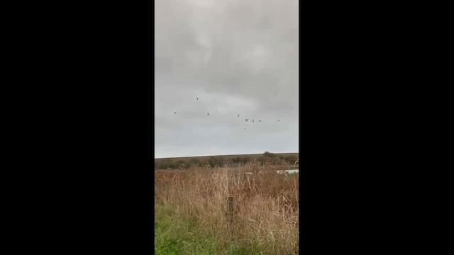 Лебедь-кликун - ML647180141