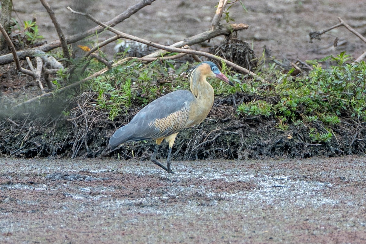Whistling Heron - ML647180157