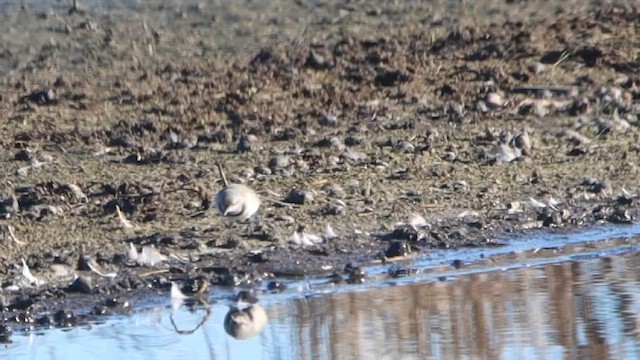 Белолицая пустынница - ML647180161