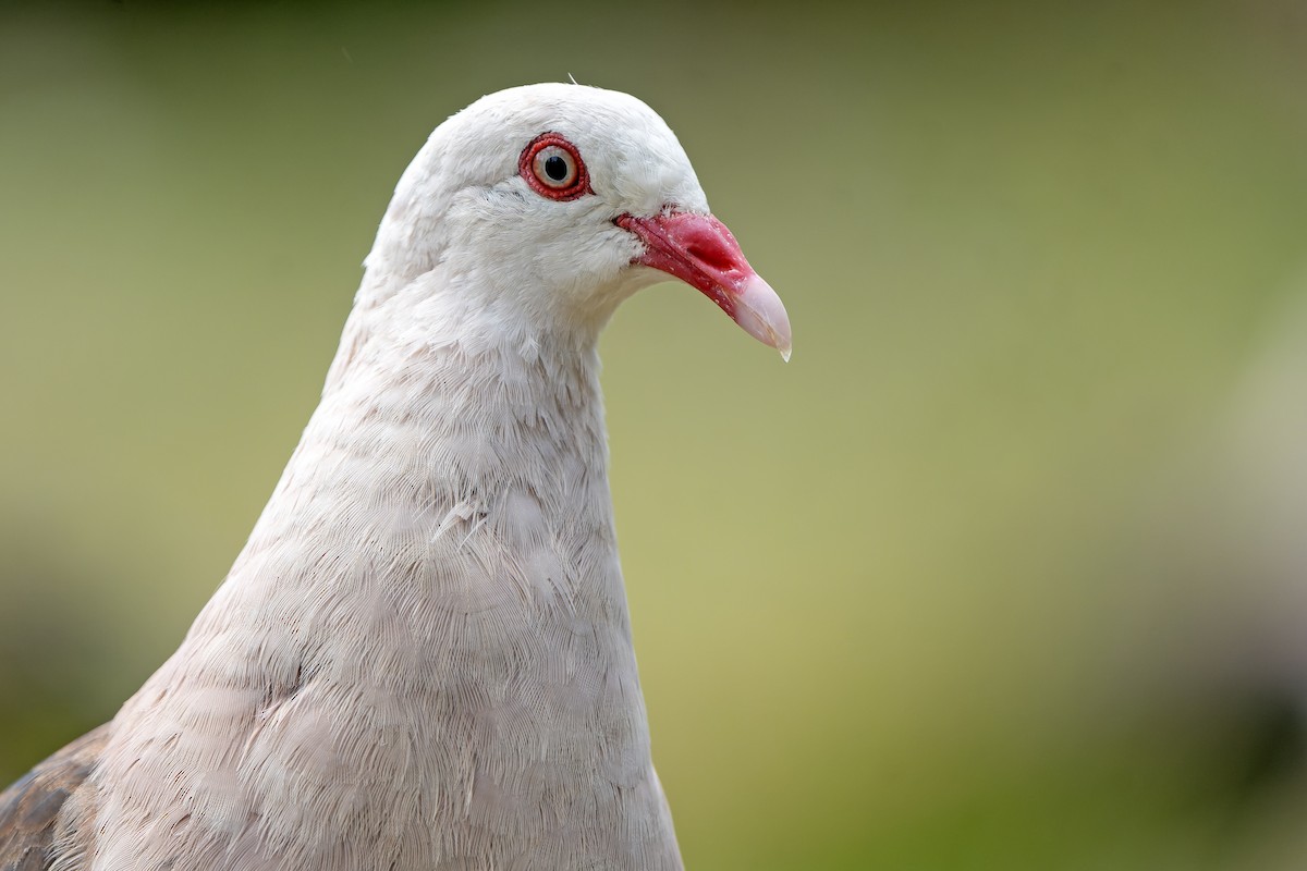 Paloma Rosada - ML647180174