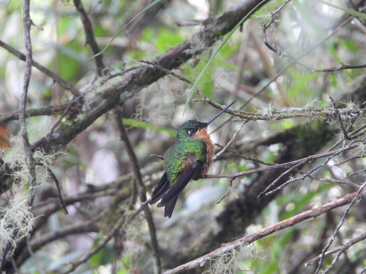 White-tailed Starfrontlet - ML647180175