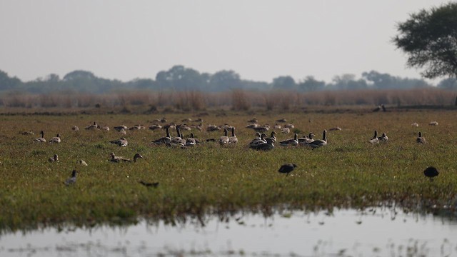 Гуска сіра - ML647180178