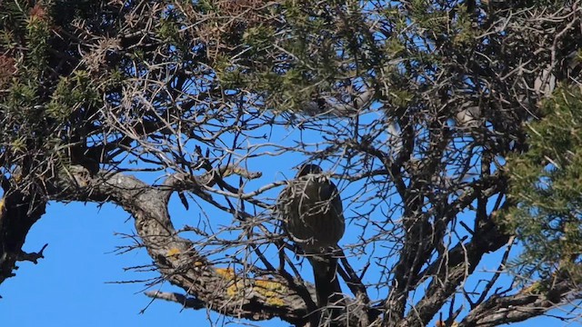 Mielero Cantarín - ML647180180