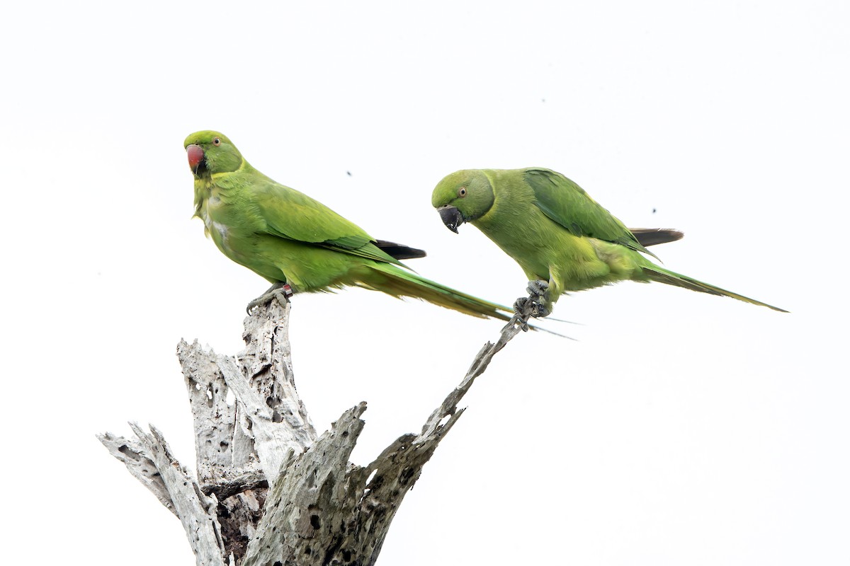 Cotorra de Mauricio - ML647180182