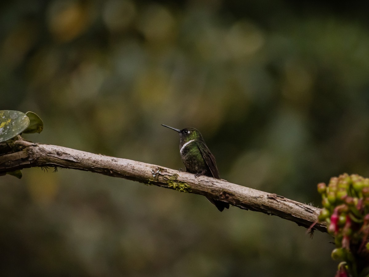 Colibrí de Clarissa - ML647180186