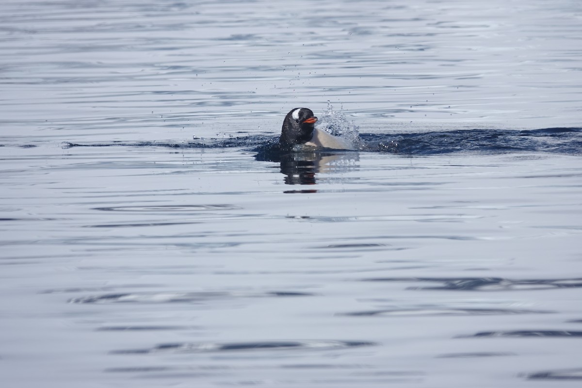 Pingüino Juanito - ML647180187