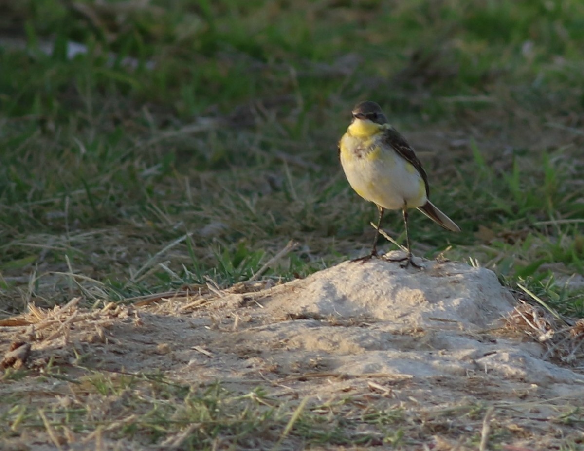 Lavandera Boyera - ML647180190