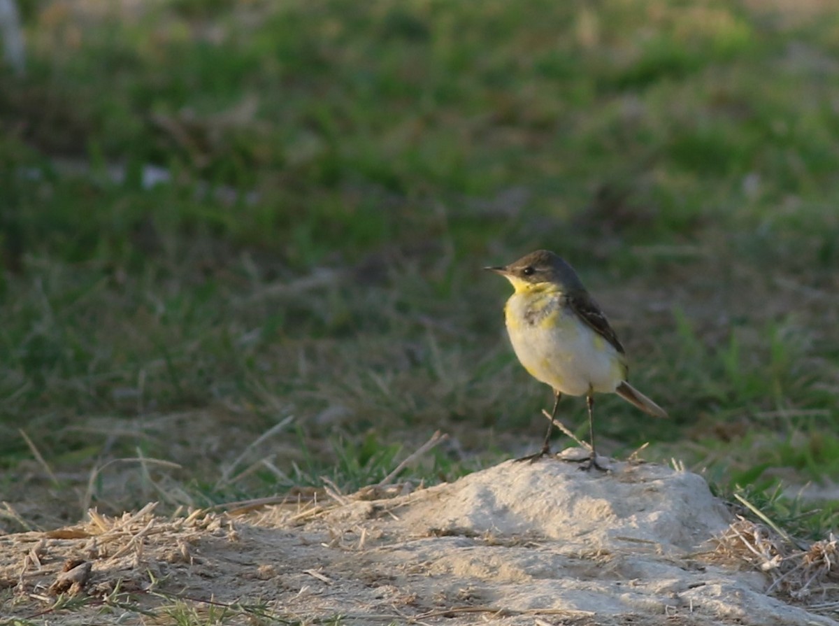 Lavandera Boyera - ML647180191