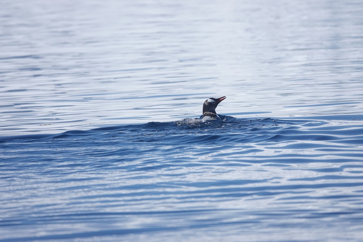 Pingüino Juanito - ML647180192