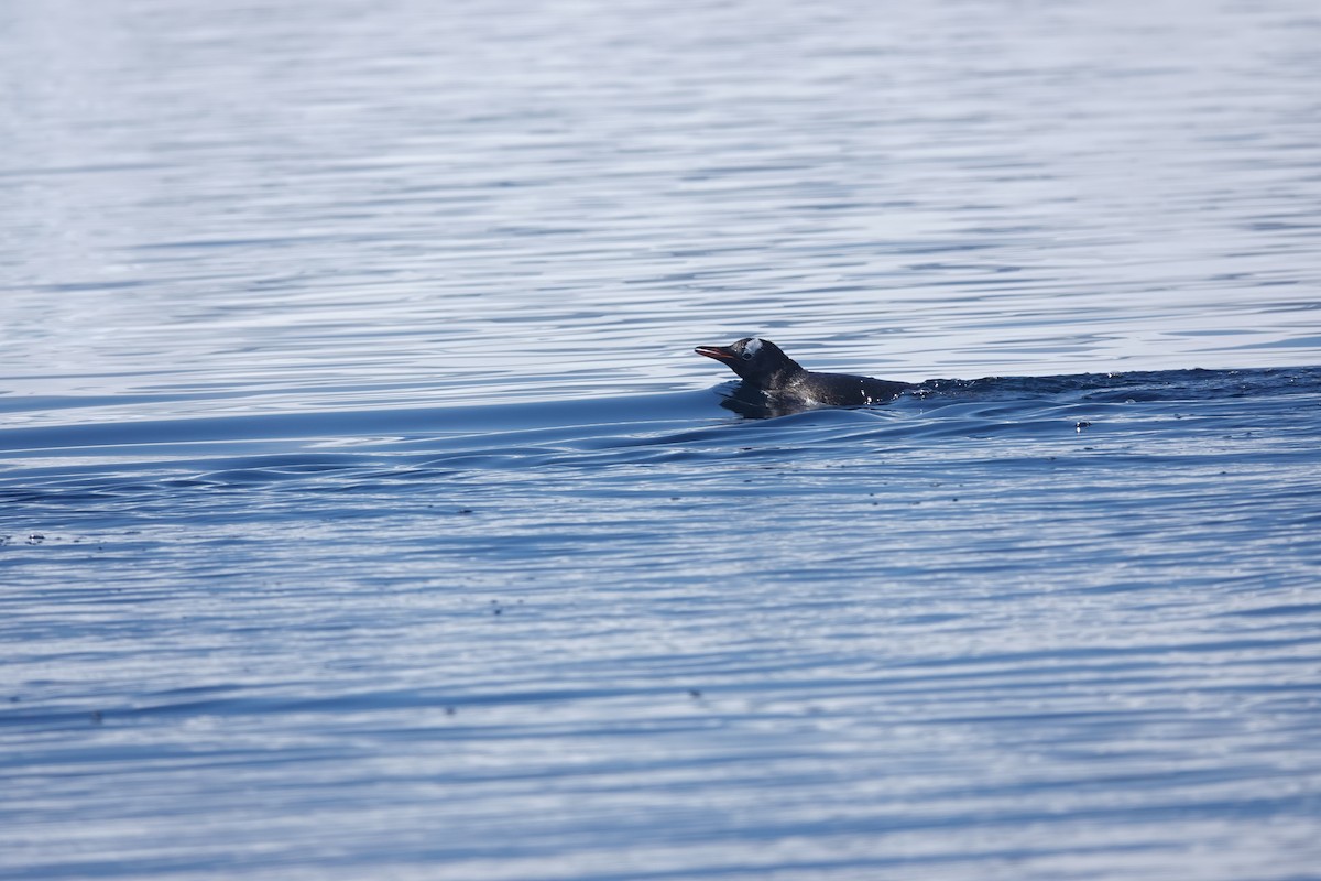 Pingüino Juanito - ML647180193
