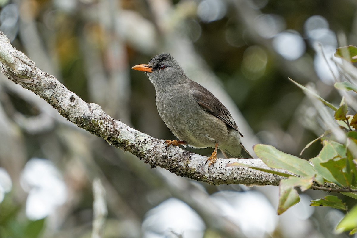 Bulbul de Mauricio - ML647180194