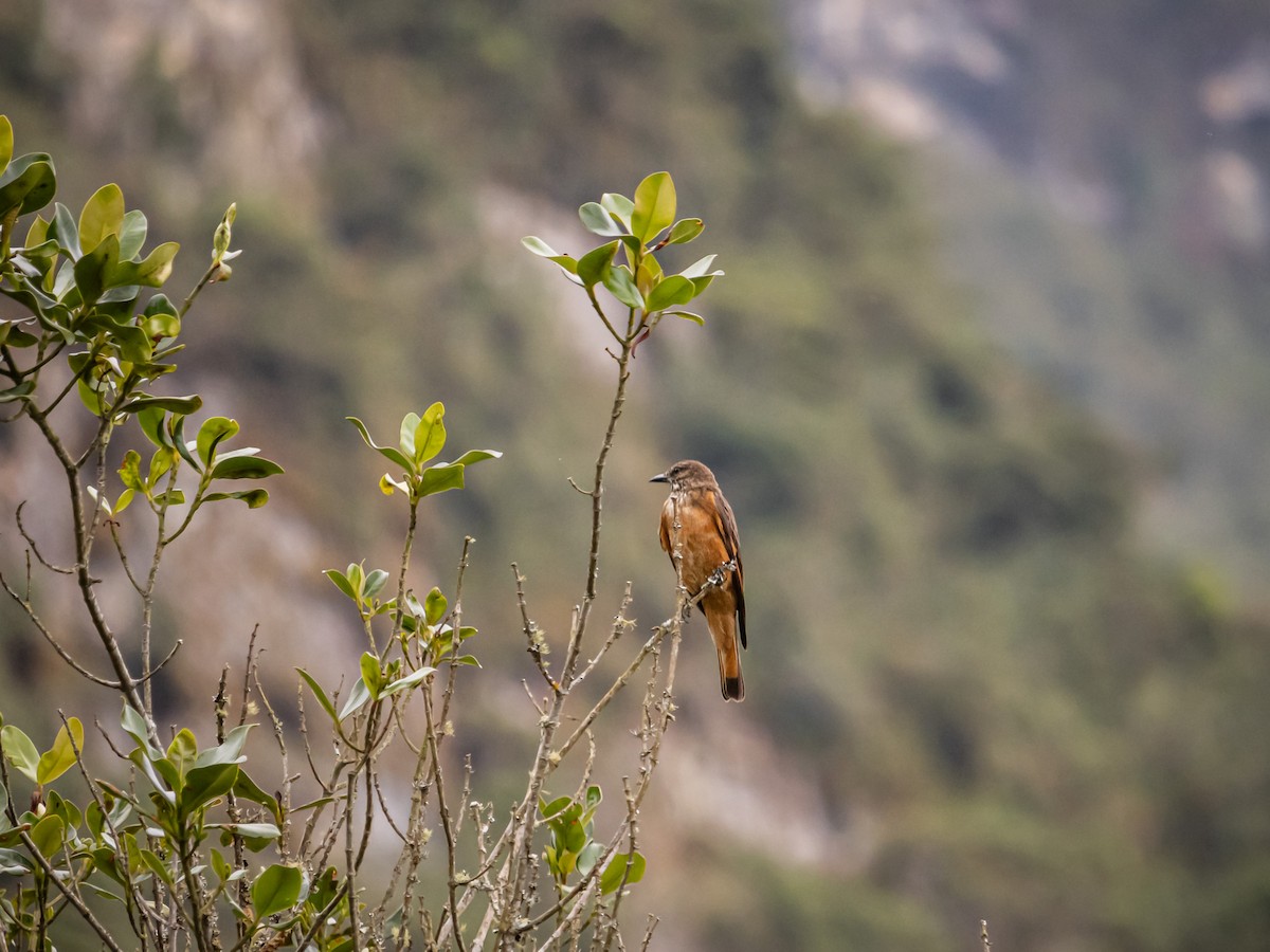 Birro Grande - ML647180196