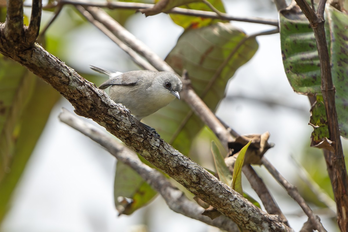 Anteojitos Gris de Mauricio - ML647180198