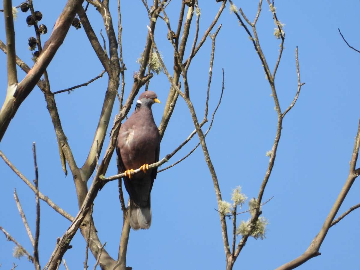 Paloma Torcaza - ML647180199