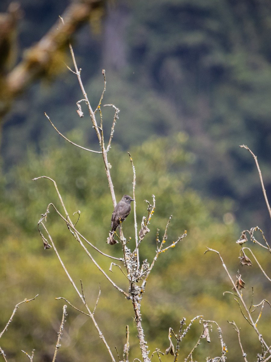 Pibí Ahumado - ML647180200