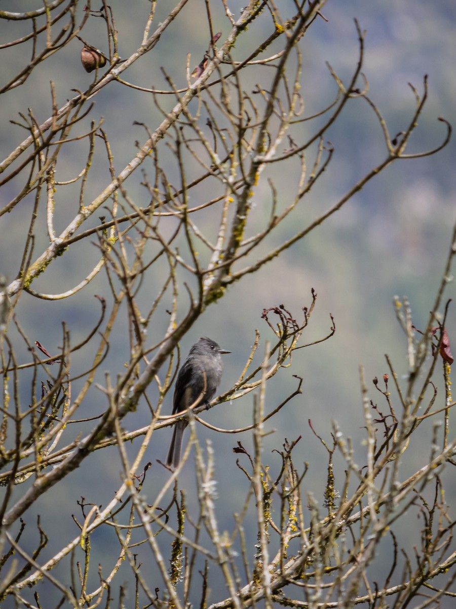 Pibí Ahumado - ML647180201