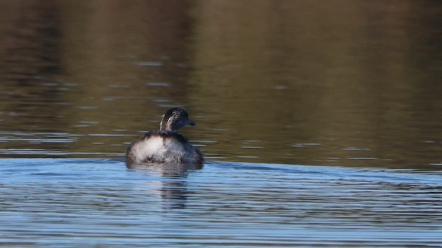 Zampullín Canoso - ML647180203