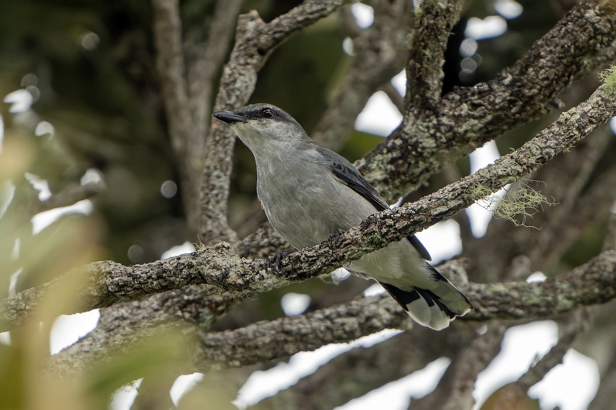 Oruguero de Mauricio - ML647180204